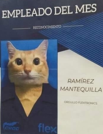 give me treats I've earned it